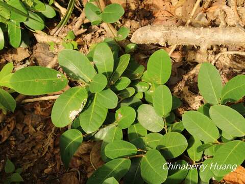 Imagem de Ficus tinctoria Forst. fil.