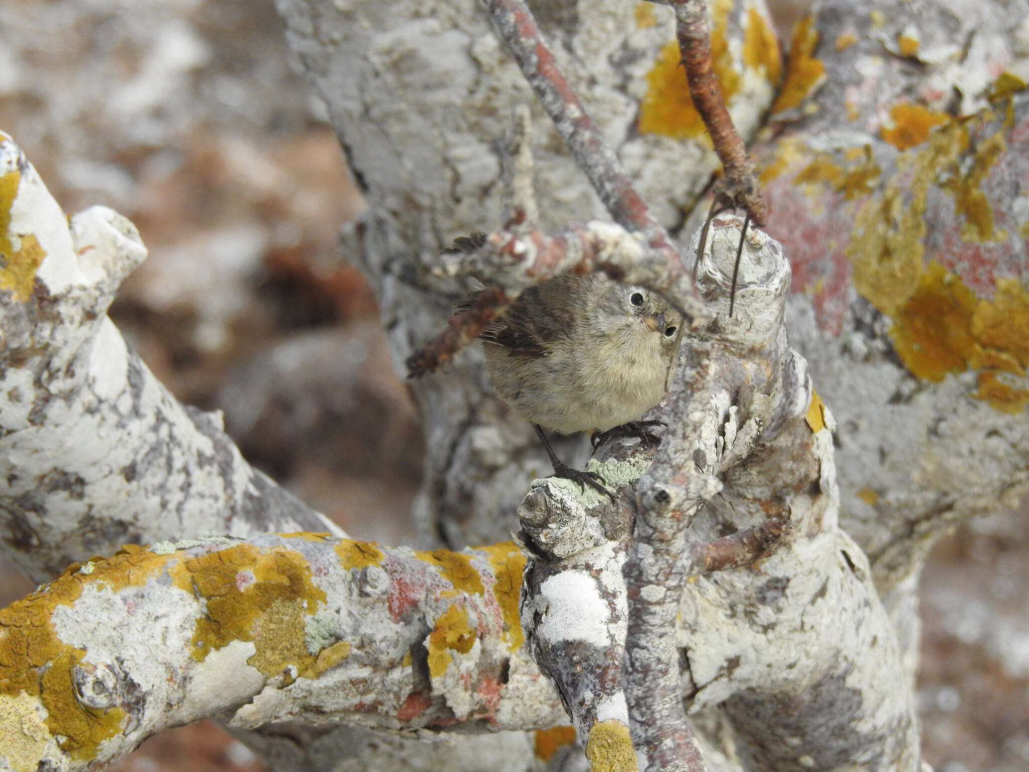 Слика од Certhidea fusca mentalis Ridgway 1894