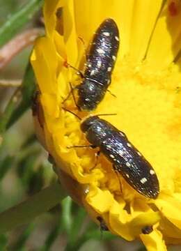 Sivun Acmaeodera decemguttata (Thunberg 1787) kuva