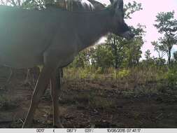 Image of Roan Antelope