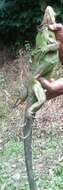 Image de Iguane des Petites Antilles