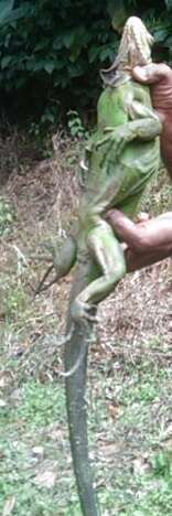 Image of West Indian Iguana