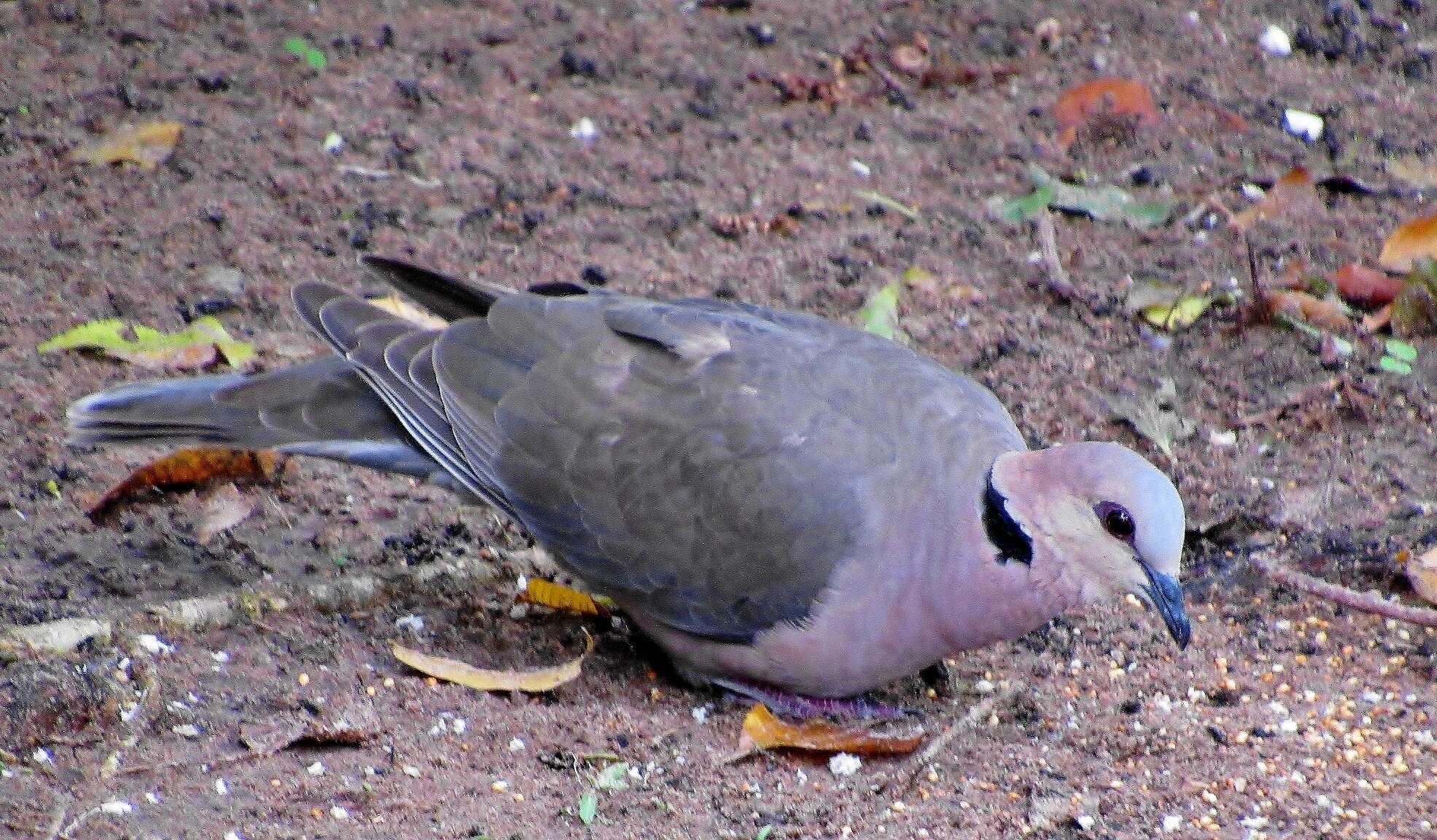 Image of Red-eyed Dove