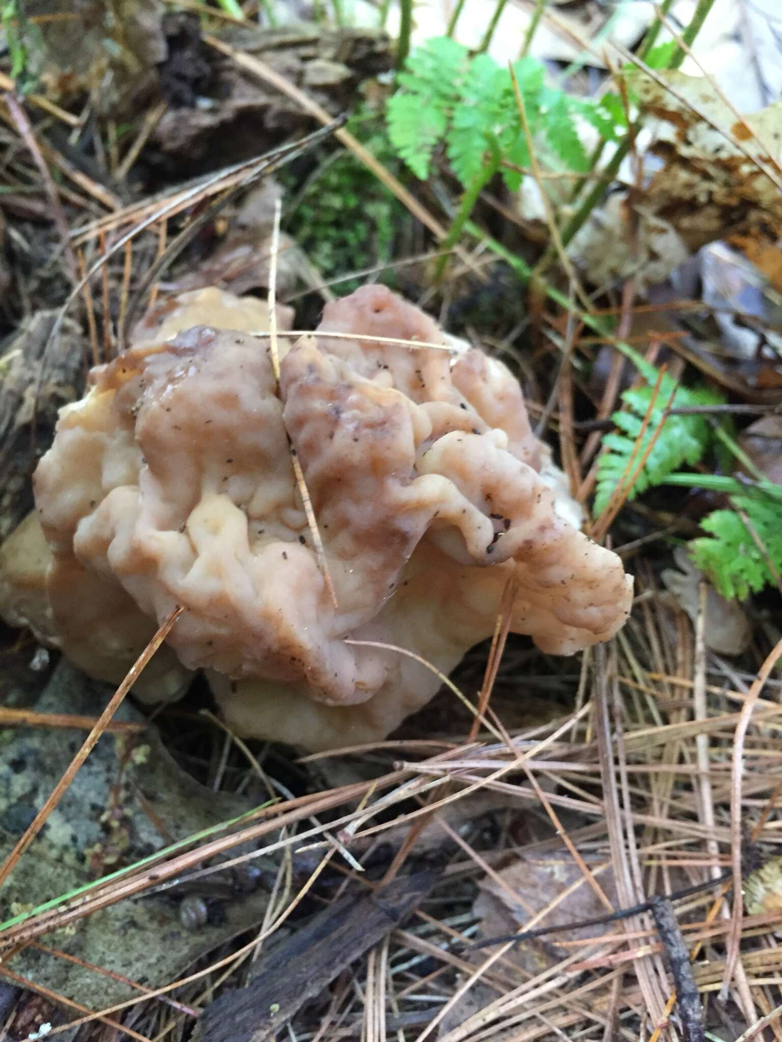 Imagem de Gyromitra esculenta (Pers.) Fr. 1849