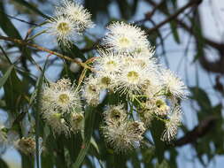 Angophora leiocarpa (L. Johnson ex G. Leach) K. R. Thiele & P. Y. Ladiges的圖片