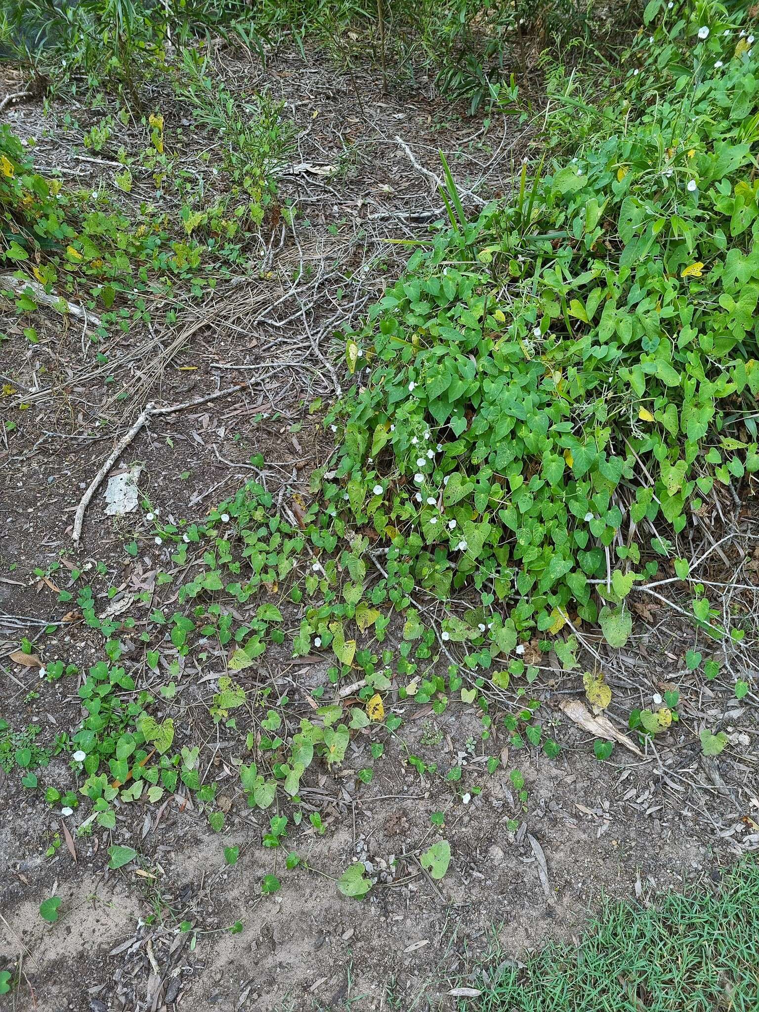 Image of Ipomoea biflora subsp. biflora