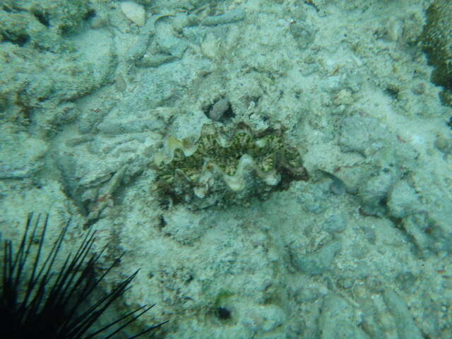 Image de Tridacna elongatissima Bianconi 1856