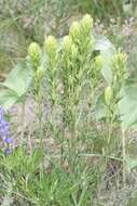 Image of deer Indian paintbrush