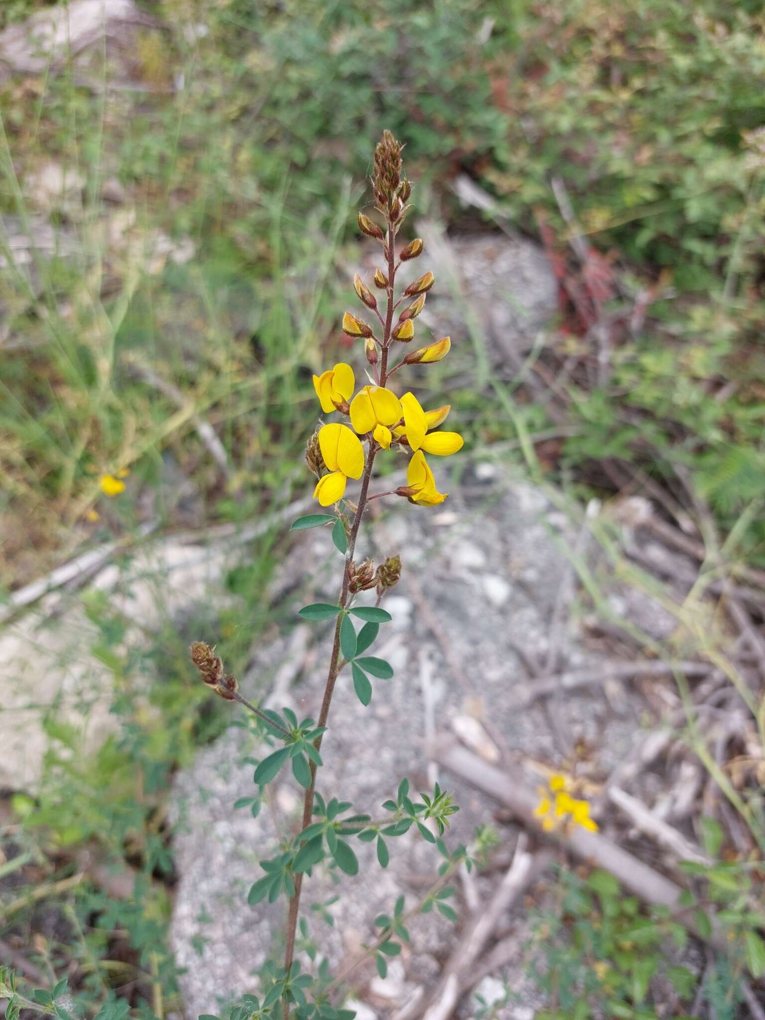 Image of Adenocarpus lainzii (Castrov.) Castrov.