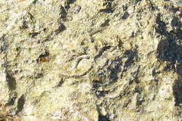 Image of Pallid Rockskipper