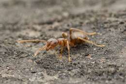 Image de Lasius hayashi Yamauchi & Hayashida 1970