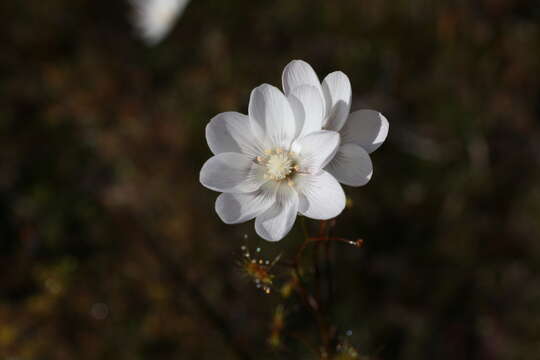 Image of Drosera heterophylla Lindl.