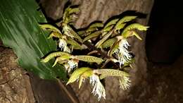 Image of Catasetum lanciferum Lindl.