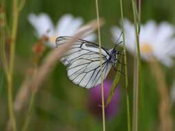 Imagem de Aporia crataegi (Linnaeus 1758)