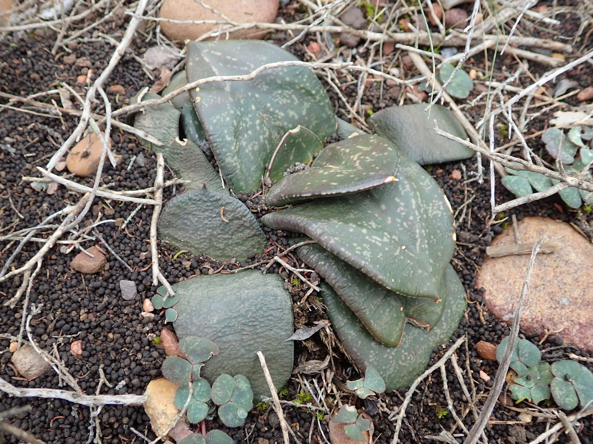 Image of Gasteria nitida (Salm-Dyck) Haw.