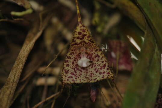 Image of Dracula vespertilio (Rchb. fil.) Luer