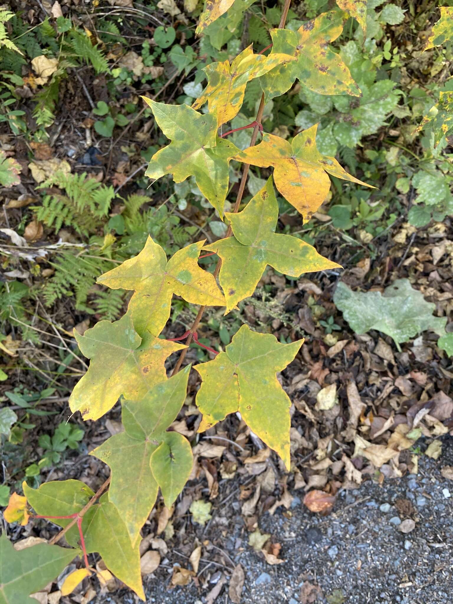 Image of Acer pictum C. P. Thunberg ex A. Murray