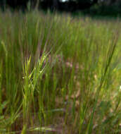 Plancia ëd Vulpia fasciculata (Forssk.) Samp.