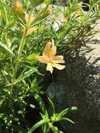 Image of southern bush monkeyflower