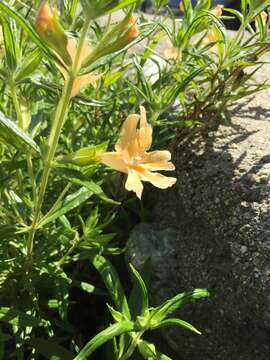 Image of southern bush monkeyflower