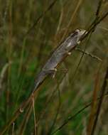 Image of Black-headed Dwarf Chameleon