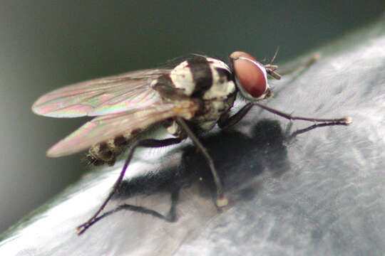 Image of Anthomyia oculifera Bigot 1885