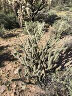 Image of buckhorn cholla