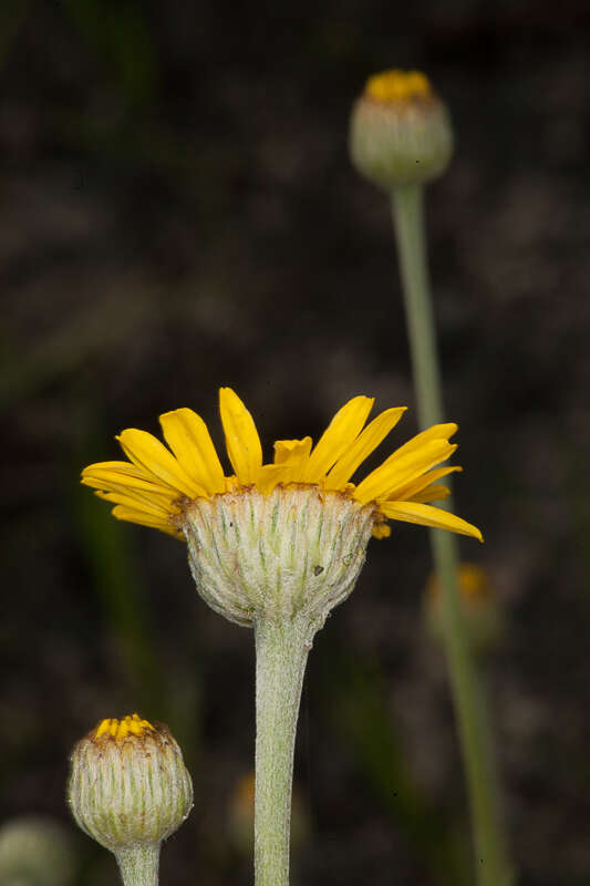 Image of Dyer's Chamomile