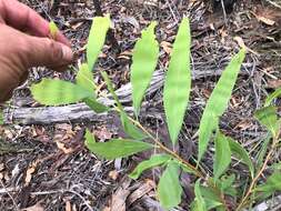 Image of Hakea florulenta Meissner