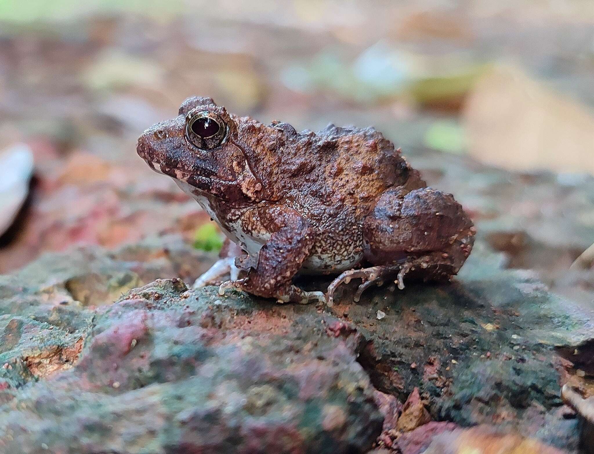 Sivun Minervarya rufescens (Jerdon 1853) kuva