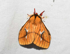 Image of Cerodirphia nadiana Lemaire 1975