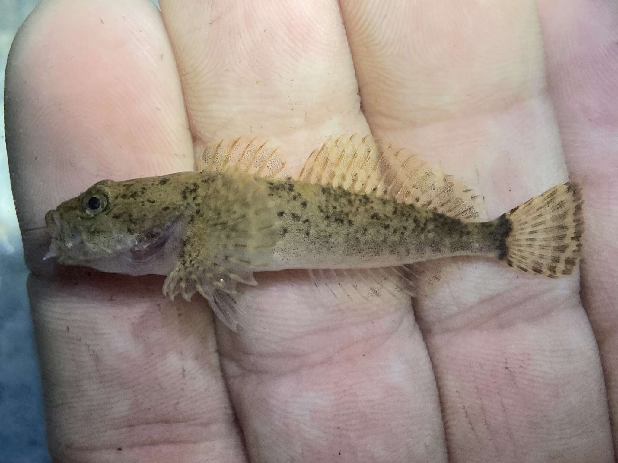 Image of Columbia sculpin