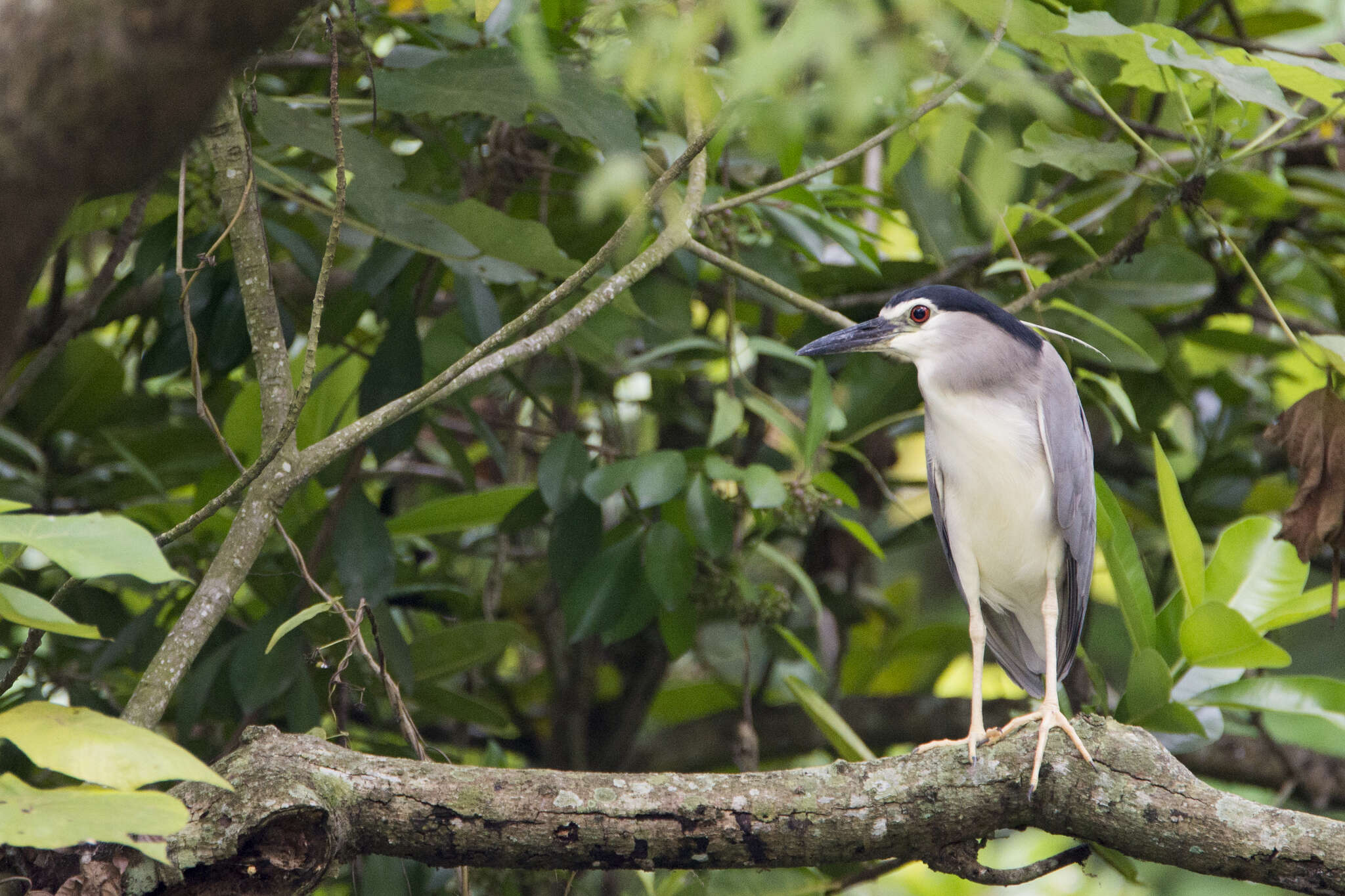 Image of Nycticorax nycticorax nycticorax (Linnaeus 1758)