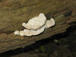 Image of White Cheese Polypore