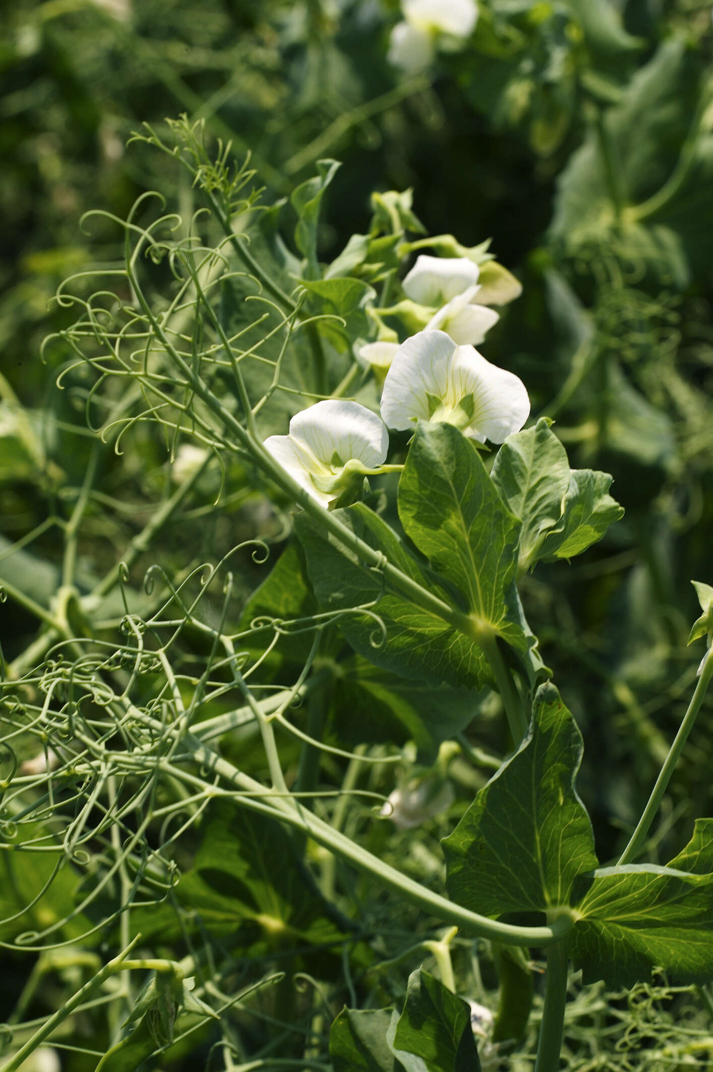 Plancia ëd Pisum sativum var. macrocarpum