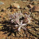 Image of Lapeirousia plicata subsp. foliosa Goldblatt & J. C. Manning