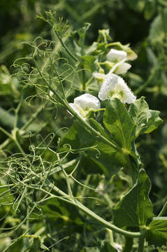 Image of Pisum sativum var. macrocarpum