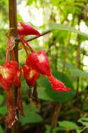 Image of Glossoloma oblongicalyx (J. L. Clark & L. E. Skog) J. L. Clark