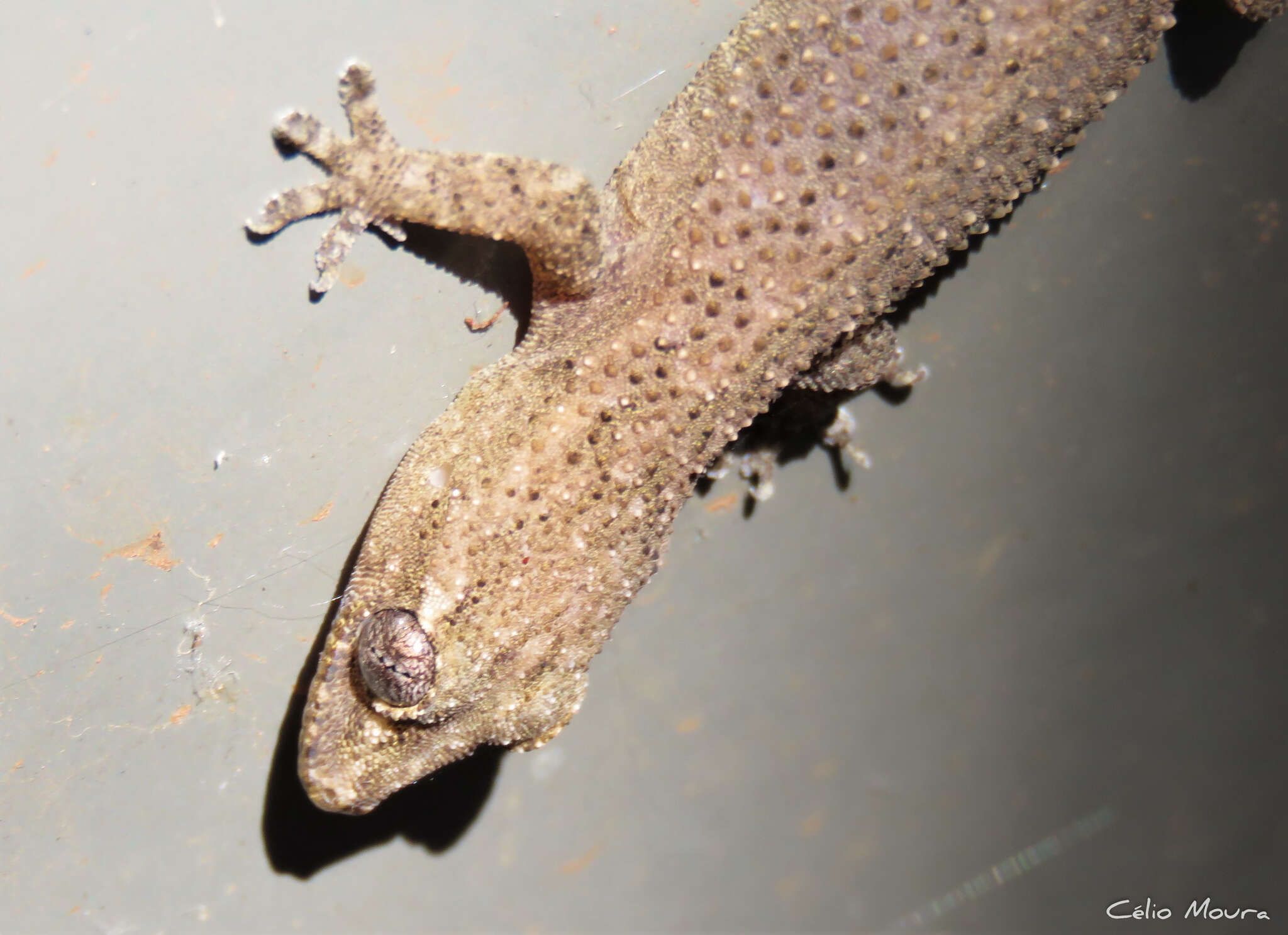 Image of Country Leaf-toed Gecko