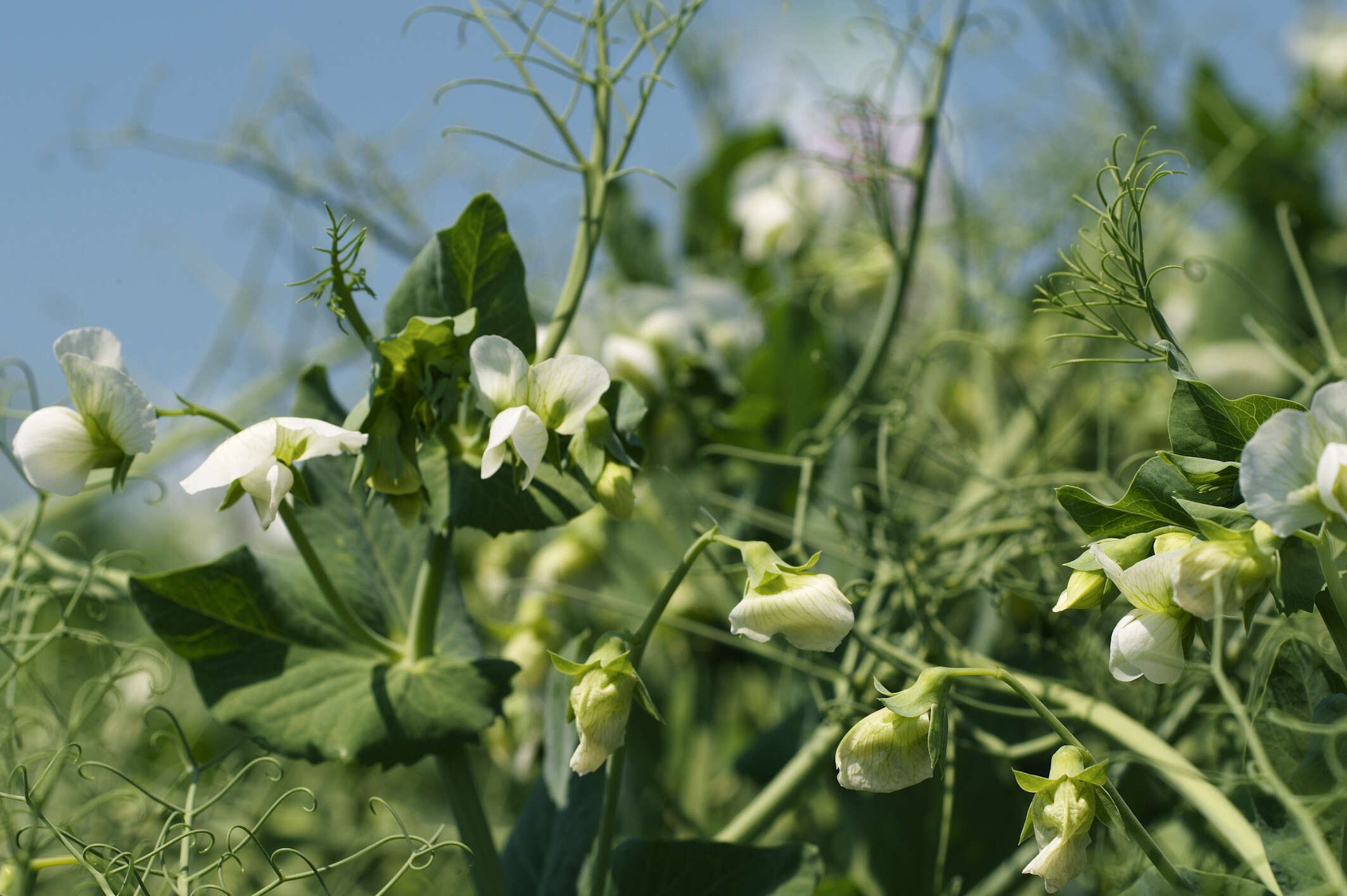 Plancia ëd Pisum sativum var. macrocarpum