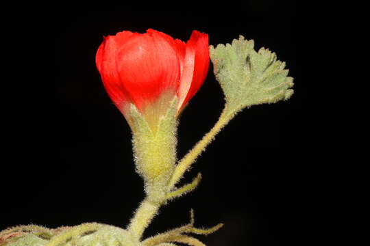 Image of Nototriche coccinea A. W. Hill