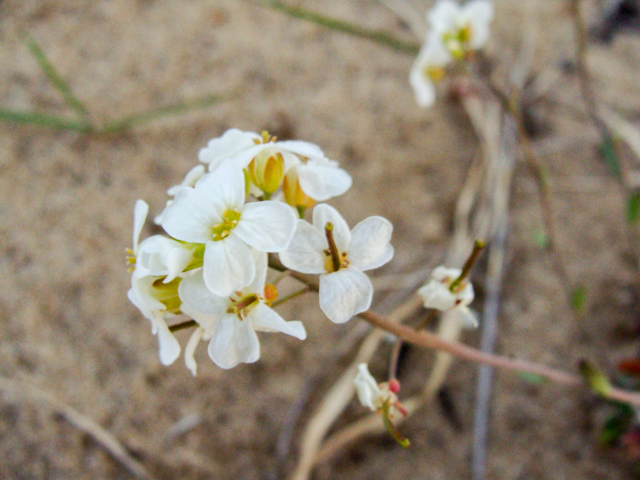 صورة Arabidopsis lyrata subsp. petraea (L.) O'Kane & Al-Shehbaz