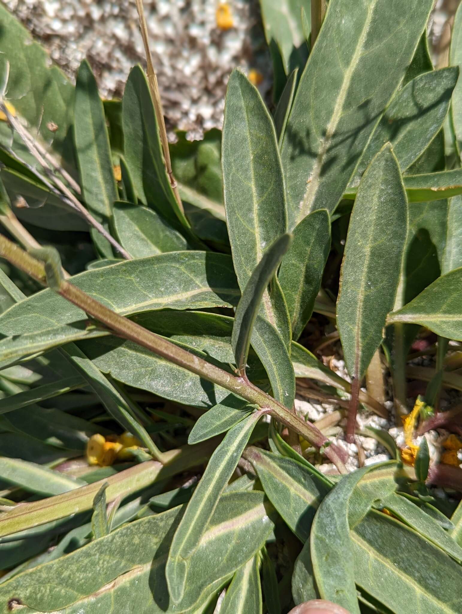 Image of Verbascum pyroliforme subsp. dudleyanum (Hub.-Mor.) Karavel. & Aytaç