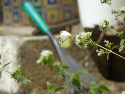 Image of Southern Small White