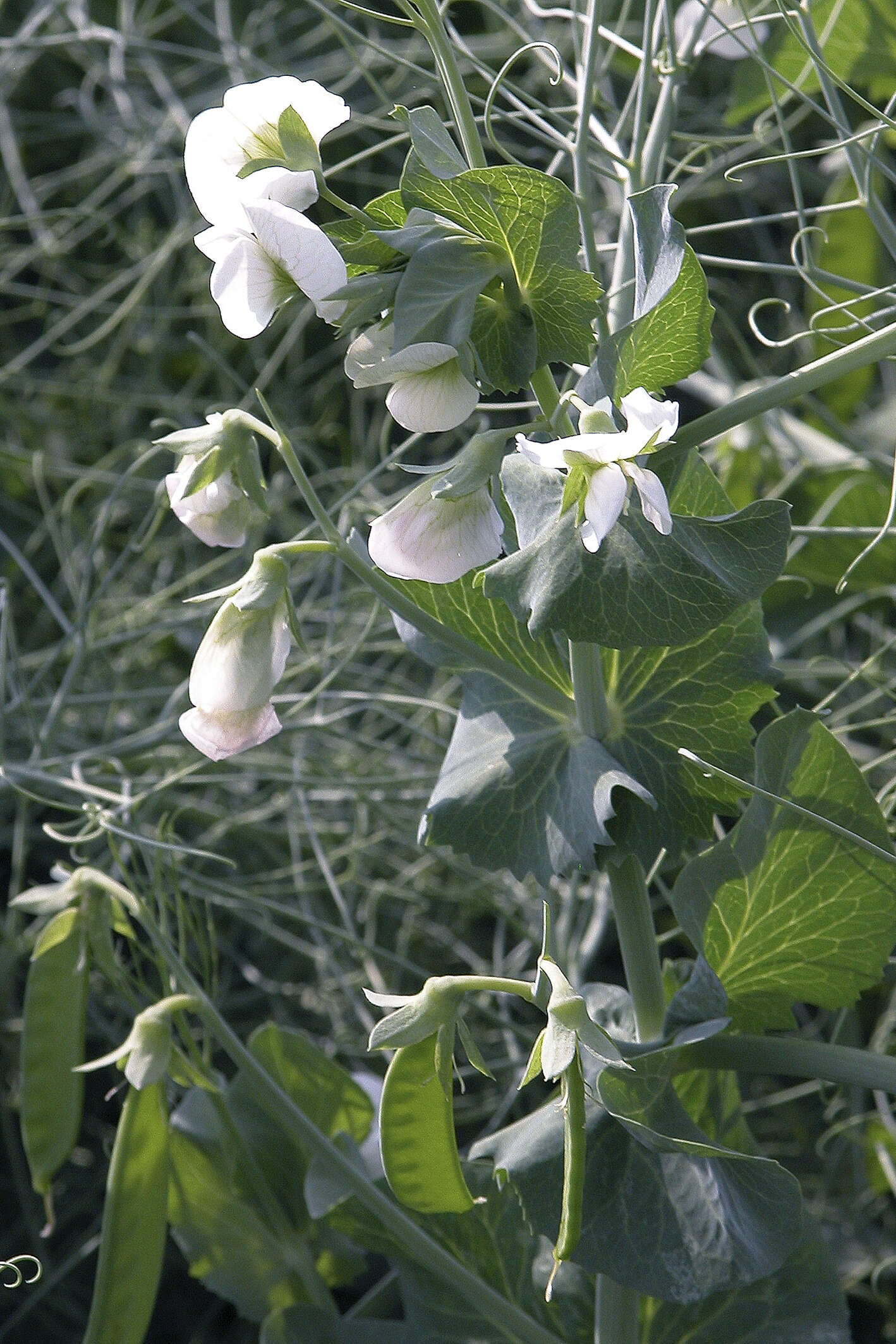 Image of Pisum sativum var. macrocarpum