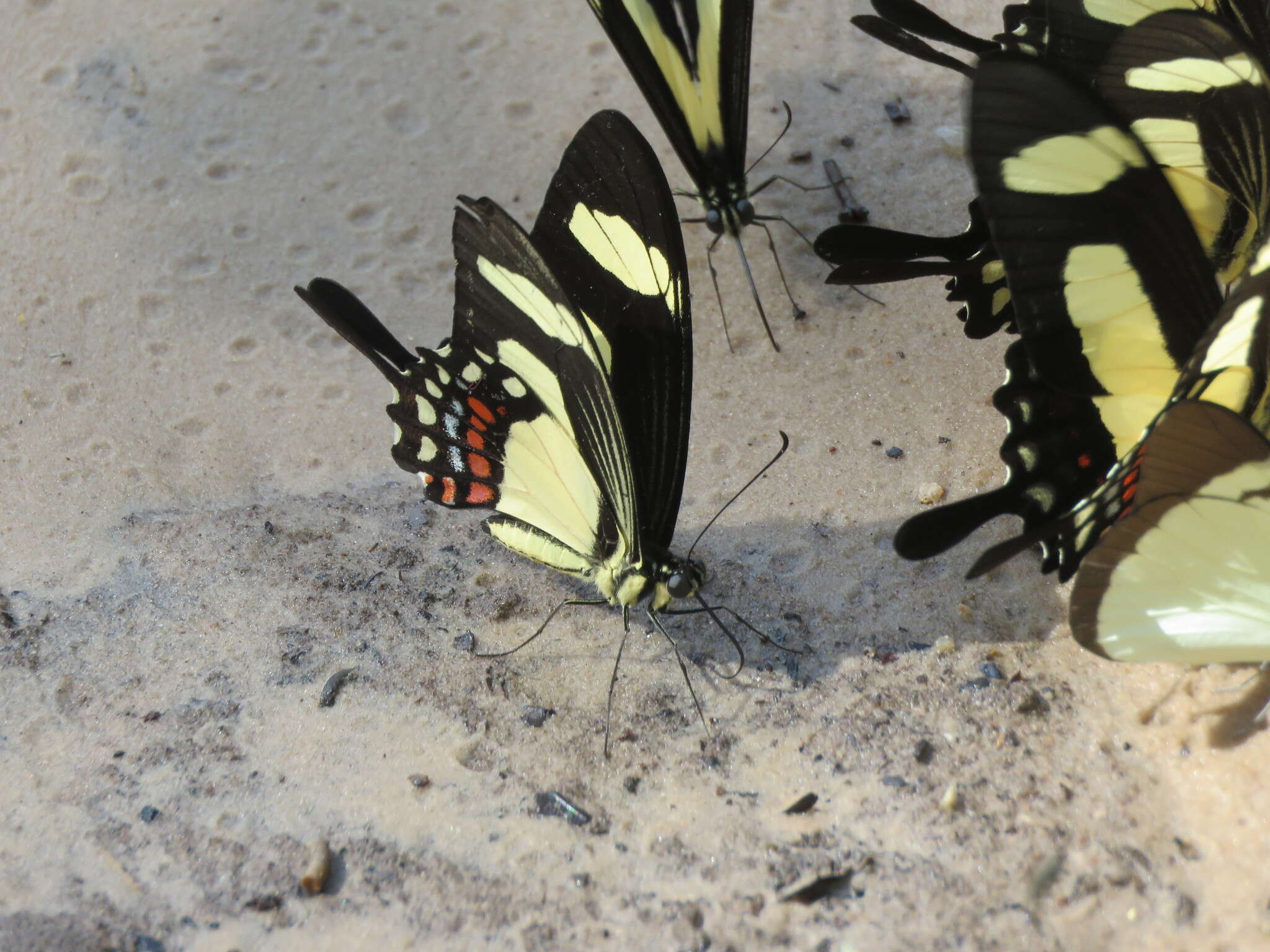 Sivun Papilio torquatus Cramer (1777) kuva