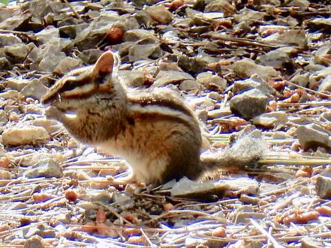 Image of Sciuridae