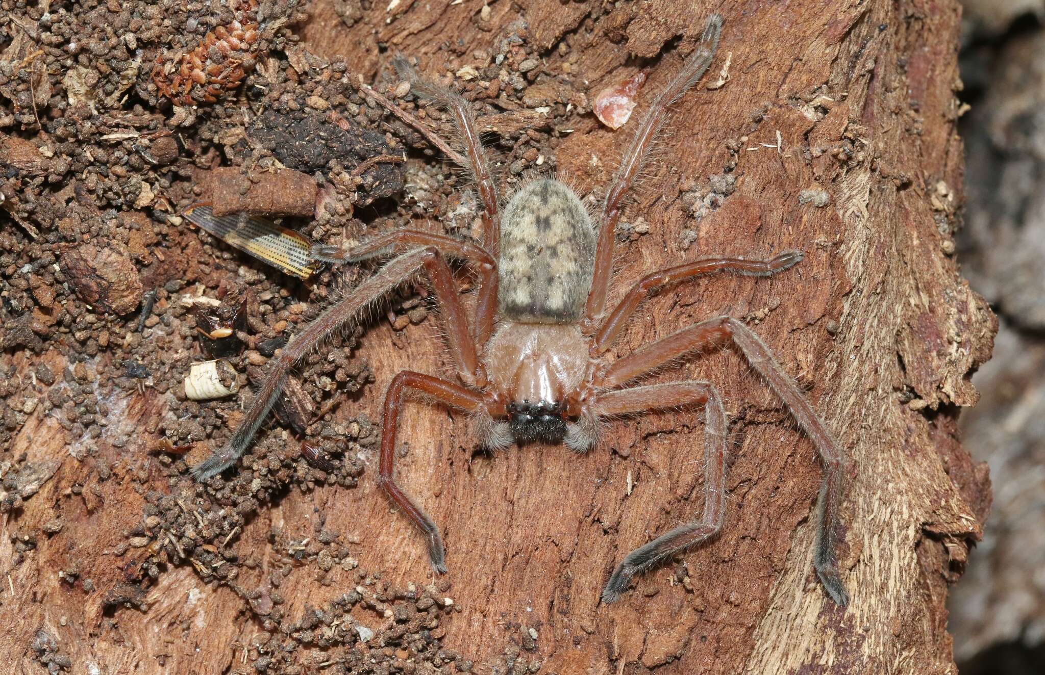 Image of Delena cancerides Walckenaer 1837