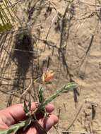 Imagem de Oenothera mollissima L.