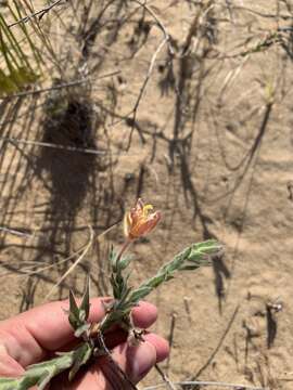 Image of Argentine evening primrose